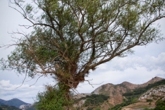 camposolillo_17fiesta_2022-3